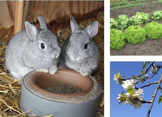 Konijn, bloesem en moestuin